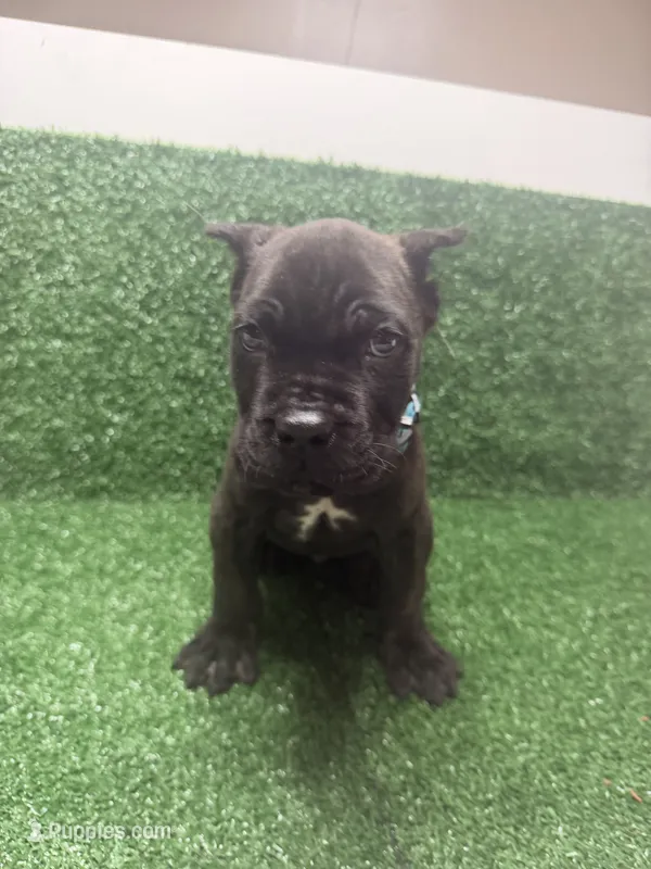 light blue – Cane Corso puppy for sale in Joelton, TN