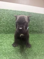 light blue, a male Cane Corso for sale in Joelton, TN – 1 of 8