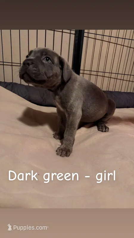 dark green, a female Cane Corso for sale in Joelton, TN – Photo 1 of 1