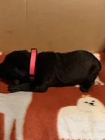pink, a female Cane Corso for sale in Joelton, TN – 2 of 3