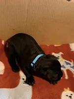 light blue, a male Cane Corso for sale in Joelton, TN – 3 of 3