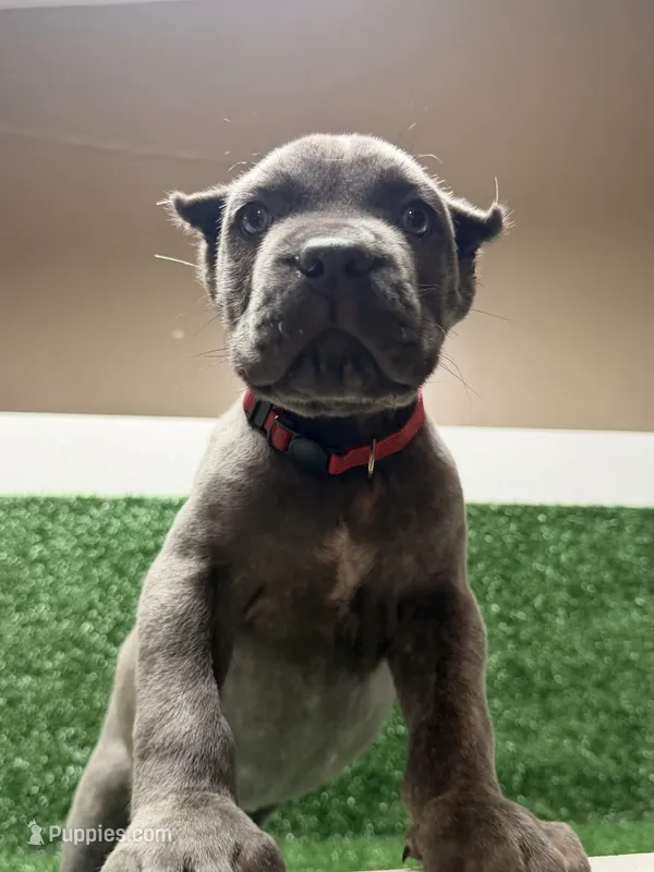 red – Cane Corso puppy for sale in Joelton, TN
