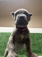 red, a male Cane Corso for sale in Joelton, TN – 1 of 7