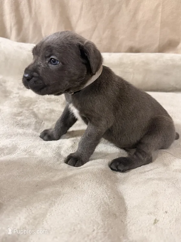 grey – Cane Corso puppy for sale in Joelton, TN