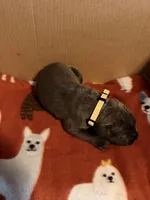 yellow, a female Cane Corso for sale in Joelton, TN – 2 of 3