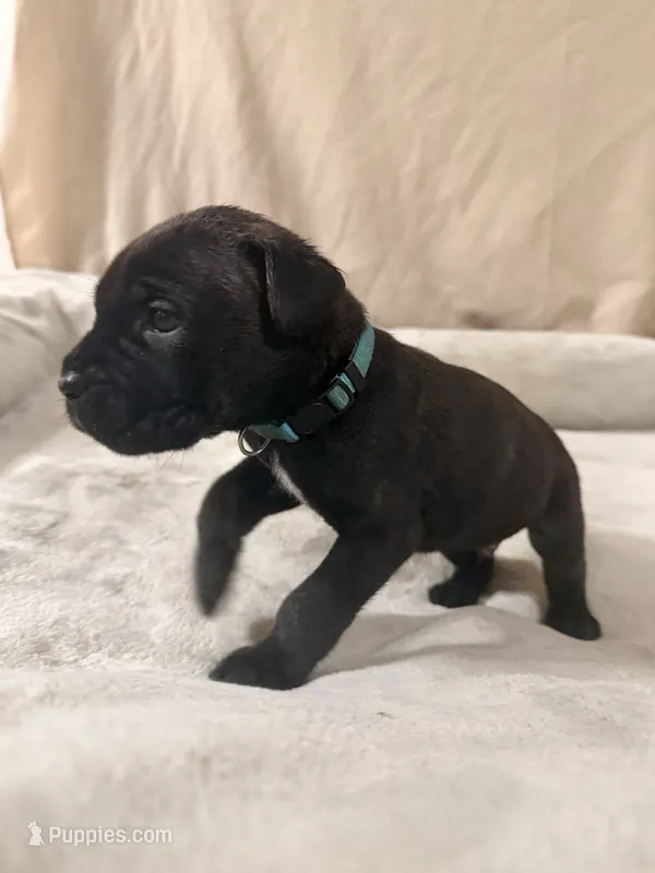 light blue – Cane Corso puppy for sale in Joelton, TN