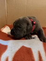 red, a male Cane Corso for sale in Joelton, TN – 3 of 3