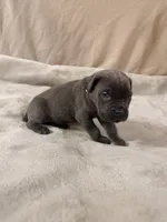 yellow, a female Cane Corso for sale in Joelton, TN – 4 of 8