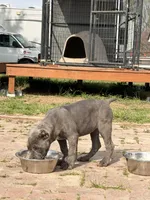 pink, a female Cane Corso for sale in Joelton, TN – Photo 2 of 2
