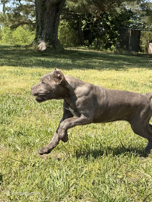pink – Cane Corso puppy for sale in Joelton, TN
