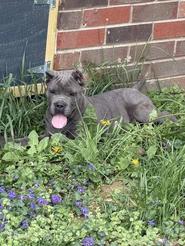 pink, a female Cane Corso for sale in Joelton, TN – Photo 1 of 2