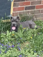 pink, a female Cane Corso for sale in Joelton, TN – Photo 1 of 2