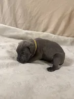 yellow, a female Cane Corso for sale in Joelton, TN – 5 of 8