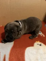 grey, a male Cane Corso for sale in Joelton, TN – 1 of 3