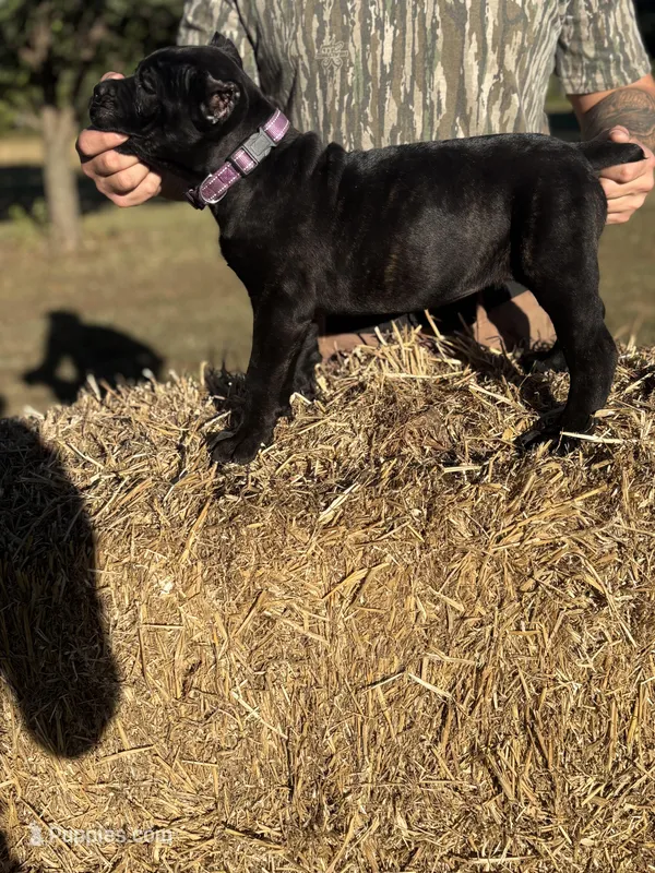 purple – Cane Corso puppy for sale in Joelton, TN