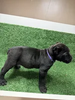 purple, a female Cane Corso for sale in Joelton, TN – 2 of 7