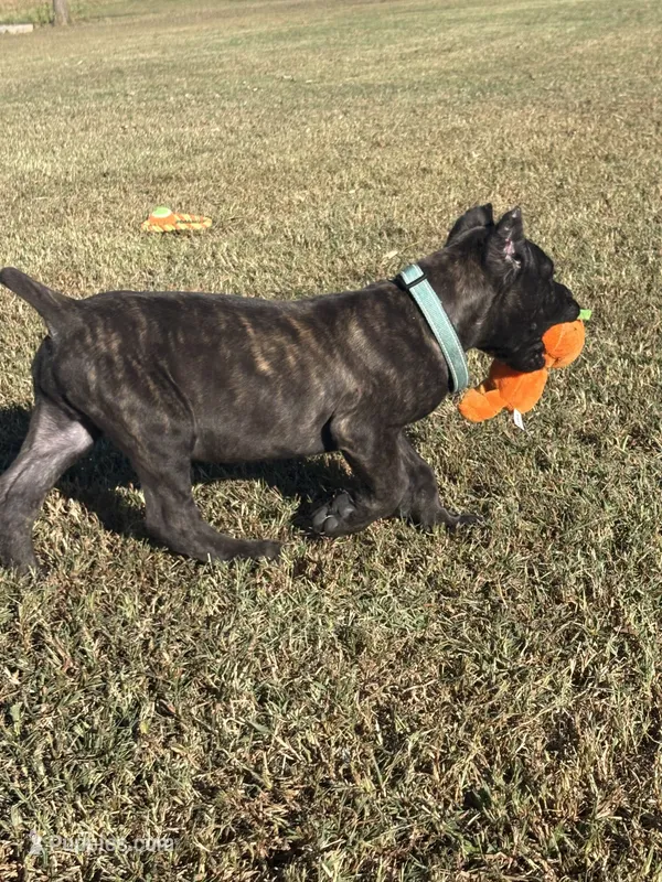 light blue – Cane Corso puppy for sale in Joelton, TN