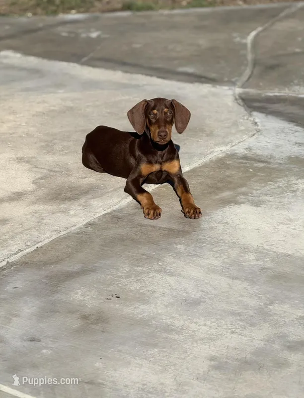 Violet – Doberman Pinscher puppy for sale in Colton, CA