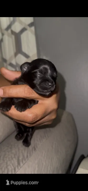 Boy , a male Yorkipoo for sale in Fort Lauderdale, FL – 1 of 5