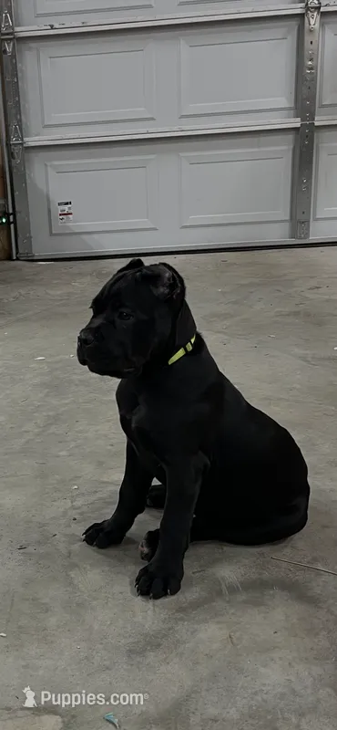 Yellow Girl – Cane Corso puppy for sale in Blytheville, AR