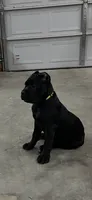 Yellow Girl, a female Cane Corso for sale in Blytheville, AR – 1 of 2