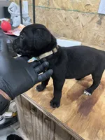 Tan Girl, a female Cane Corso for sale in Blytheville, AR – 2 of 2