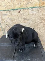 Blue, a male Cane Corso for sale in Blytheville, AR – 2 of 2