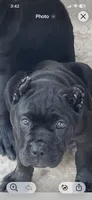 Black Girl, a female Cane Corso for sale in Blytheville, AR – 2 of 2