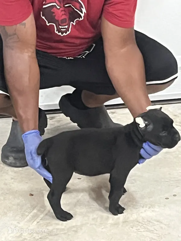 Blue – Cane Corso puppy for sale in Blytheville, AR