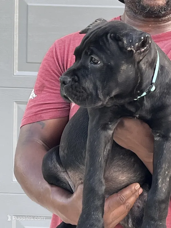 Sky Girl – Cane Corso puppy for sale in Blytheville, AR