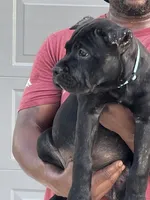 Sky Girl, a male Cane Corso for sale in Blytheville, AR – 1 of 2