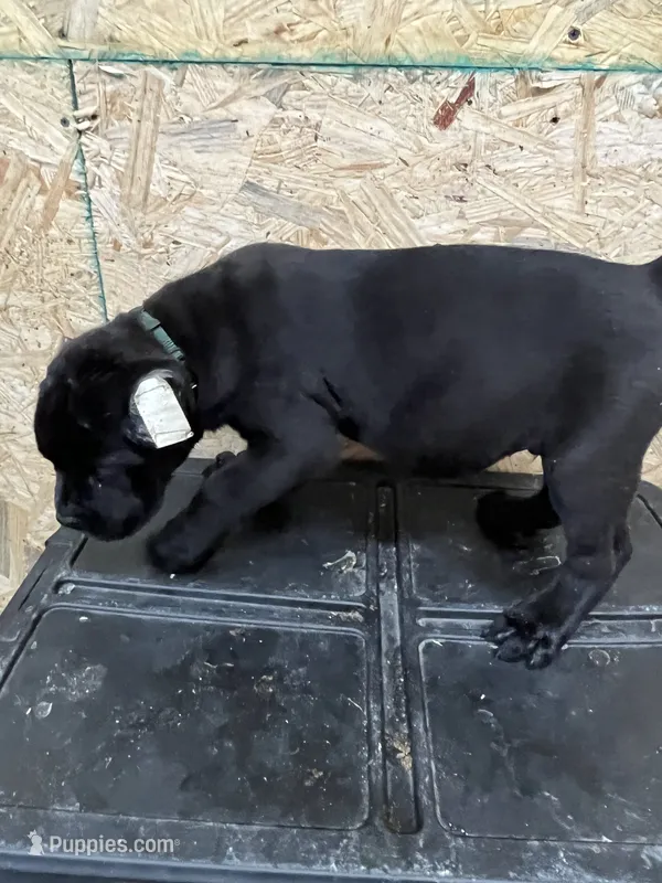 Green Boy – Cane Corso puppy for sale in Blytheville, AR