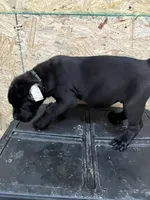 Green Boy, a male Cane Corso for sale in Blytheville, AR – 1 of 2