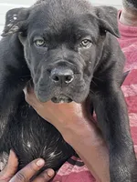 Blue Boy, a female Cane Corso for sale in Blytheville, AR – 1 of 1