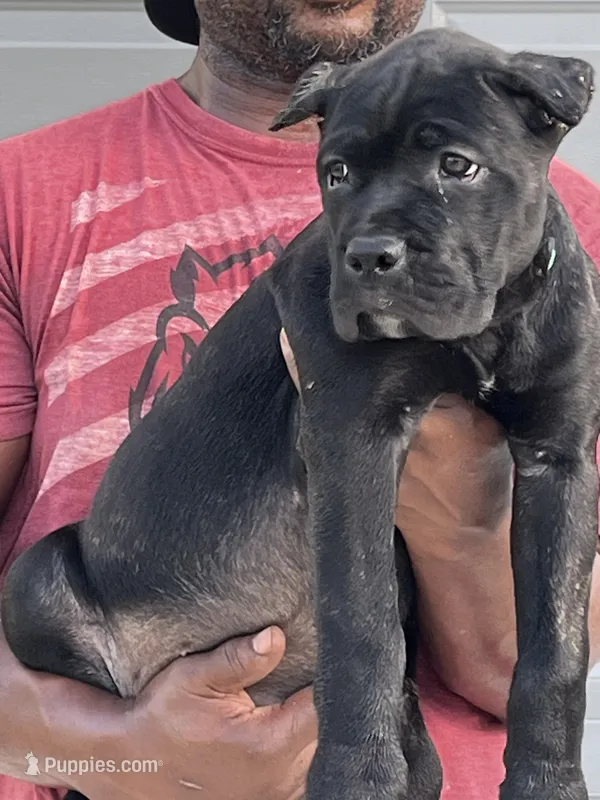 Green Biy – Cane Corso puppy for sale in Blytheville, AR