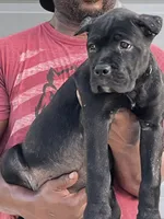 Green Biy, a male Cane Corso for sale in Blytheville, AR – 1 of 1