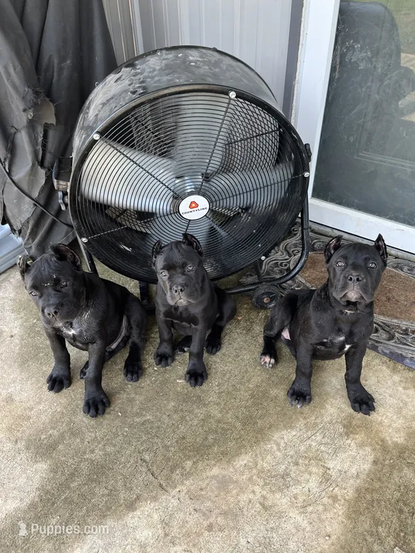 Purple Girl – Cane Corso puppy for sale in Blytheville, AR