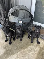 Purple Girl, a female Cane Corso for sale in Blytheville, AR – 1 of 2