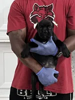 Pink, a female Cane Corso for sale in Blytheville, AR – 3 of 4