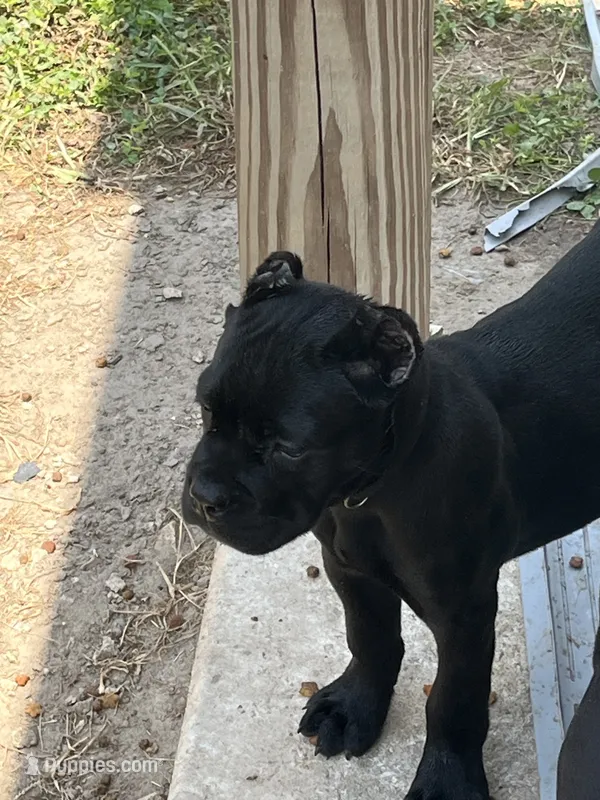 Black Girl – Cane Corso puppy for sale in Blytheville, AR