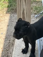 Black Girl, a female Cane Corso for sale in Blytheville, AR – 1 of 2