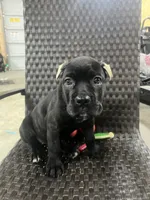 Pink, a female Cane Corso for sale in Blytheville, AR – 2 of 4