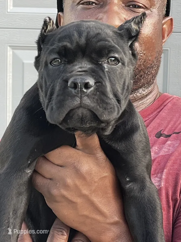 Hot Pink – Cane Corso puppy for sale in Blytheville, AR