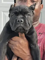 Hot Pink, a female Cane Corso for sale in Blytheville, AR – 1 of 1