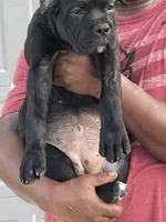 Sky Girl, a male Cane Corso for sale in Blytheville, AR – 2 of 2