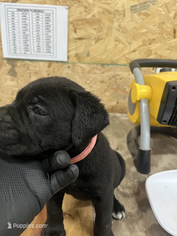Pink – Cane Corso puppy for sale in Blytheville, AR