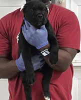 Green Boy, a male Cane Corso for sale in Blytheville, AR – 2 of 2