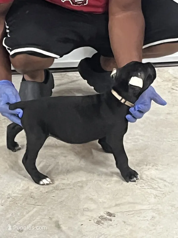 Tan Girl – Cane Corso puppy for sale in Blytheville, AR
