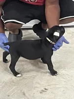 Tan Girl, a female Cane Corso for sale in Blytheville, AR – 1 of 2