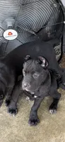 Purple Girl, a female Cane Corso for sale in Blytheville, AR – 2 of 2